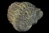 Wide Enrolled Drotops Trilobite - Spiny Phacopid #169566-4